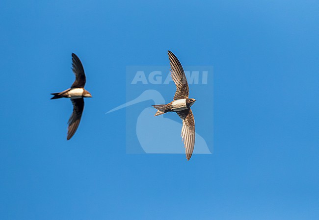 Alpine Swift (Apus melba) in flight in Spain. Two swifts flying together. stock-image by Agami/Marc Guyt,