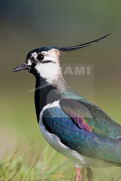 Kievit, Northern Lapwing; Vanellus vanellus stock-image by Agami/Menno van Duijn,