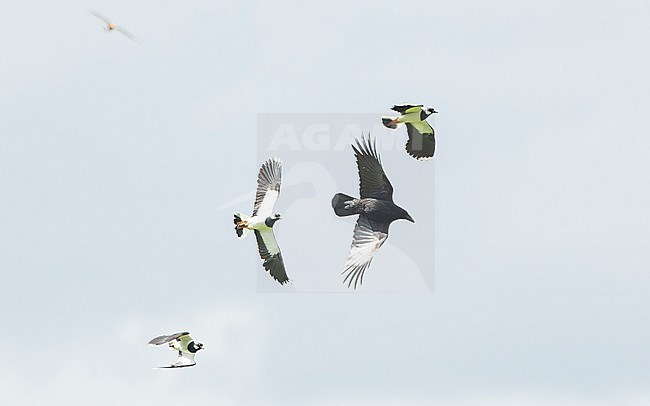 Carrion crow (Corvus corone) attacked by Black-tailed Godwits (Limosa limosa) and Northern lapwings (Vanellus vanellus). stock-image by Agami/Lennart Verheuvel,