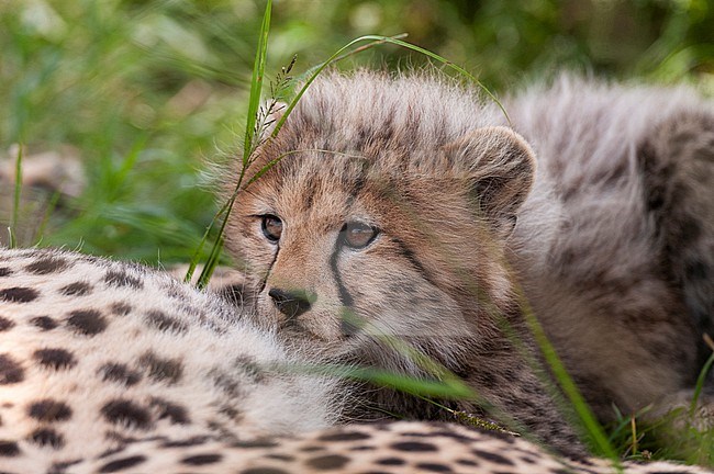 Portrait of a cheetah cub, Acinonyx jubatus, resting with its mother. Masai Mara National Reserve, Kenya. stock-image by Agami/Sergio Pitamitz,