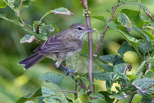 Seychelles Warbler (Acrocephalus sechellensis) on the Seychelles. Also known as the Seychelles brush warbler. stock-image by Agami/David Monticelli,