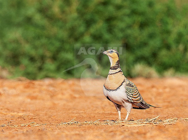 Female Pin-tailed Sandgrouse (Pterocles alchata) in steppes near Belchite in Spain. stock-image by Agami/Marc Guyt,