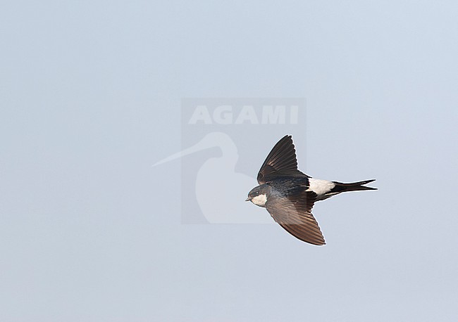 Common House Martin (Delichon urbicum) on Lesvos, Greece. stock-image by Agami/Marc Guyt,