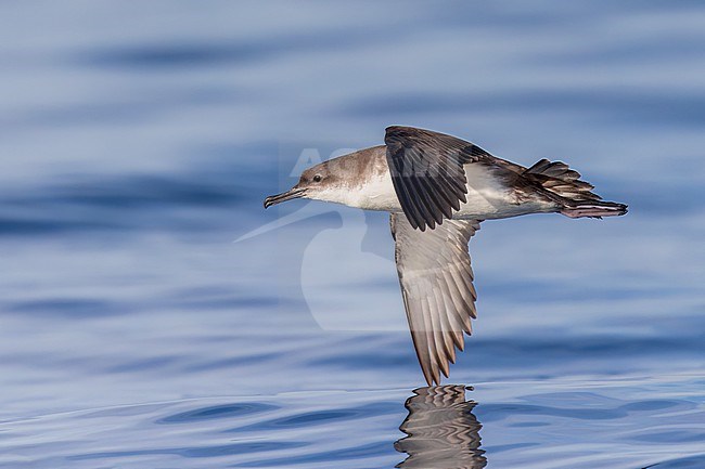 Yelkouan shearwaters breed on islands and coastal cliffs in the eastern and central Mediterranean. It is seen here flying with its wings down against a clear blue background of the Mediterranean Sea of the coast of Sardinia. stock-image by Agami/Jacob Garvelink,