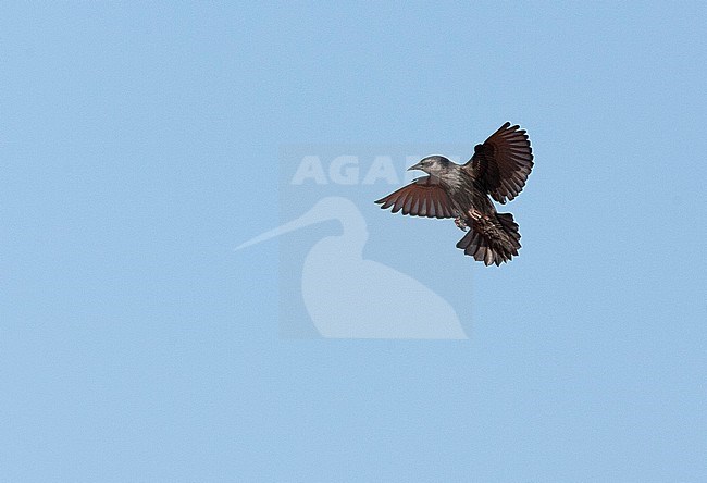Adult Spotless Starling (Sturnus unicolor) heading for roof top during fall in the Spanish village of Tarifa. Showing both under wings and feet strechted out, ready to land. stock-image by Agami/Marc Guyt,
