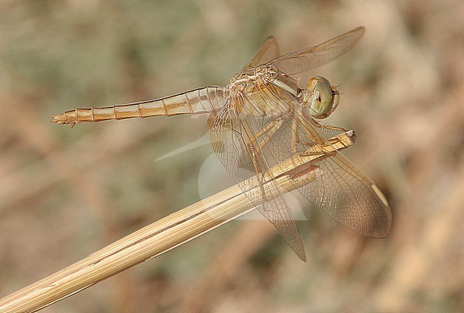 Onvolwassen vrouwelijke Oostelijke vuurlibe, Immature female Oriental Scarlet stock-image by Agami/Paul Schrijvershof,