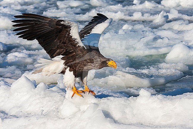 Wintering Steller's Sea Eagle (Haliaeetus pelagicus) on the island Hokkaido in Japan. Adult taking off from floating drift ice of the coast. stock-image by Agami/Marc Guyt,