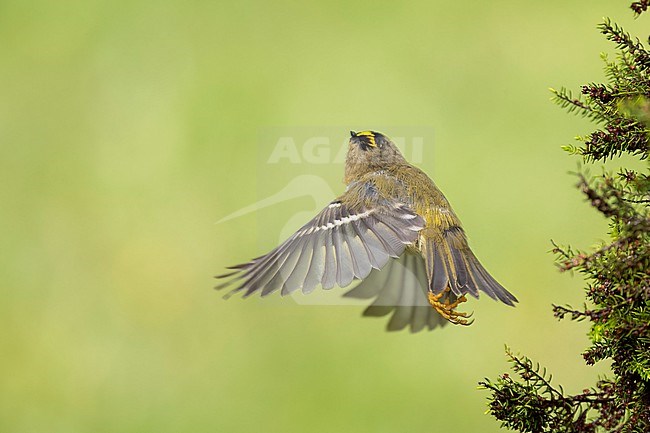 Azores Goldcrest (Regulus azoricus azoricus) flying at Furnas lake, Sao Miguel, Azores, Portugal. stock-image by Agami/Vincent Legrand,