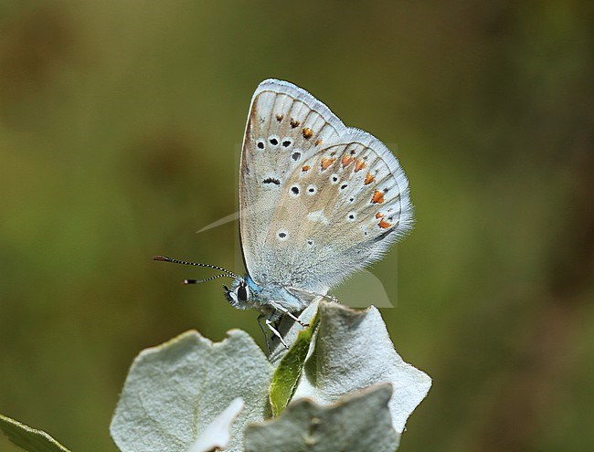 Turquoise Blue (Polyommatus dorylas) stock-image by Agami/Aurélien Audevard,
