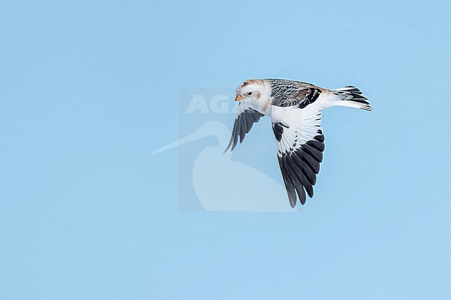 Snow Bunting (Plectrophenax nivalis) flying agains blue sky in its wintering habitat in Canada. stock-image by Agami/Marcel Burkhardt,