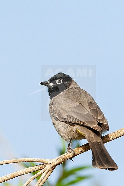 White-spectacled Bulbul (Pycnonotus xanthopy) in Israel. stock-image by Agami/Marc Guyt,