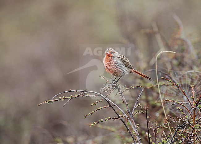 Przevalski's Rosefinch (Urocynchramus pylzowi) male perched in a bush stock-image by Agami/Pete Morris,