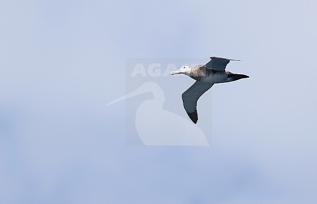 Immmature Tristan Albatross, Diomedea dabbenena, at sea near Tristan da Cunha. stock-image by Agami/Yann Muzika,