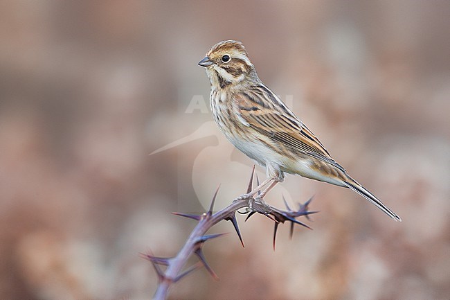 Common Reed Bunting (Emberiza schoeniclus) in Italy. stock-image by Agami/Daniele Occhiato,