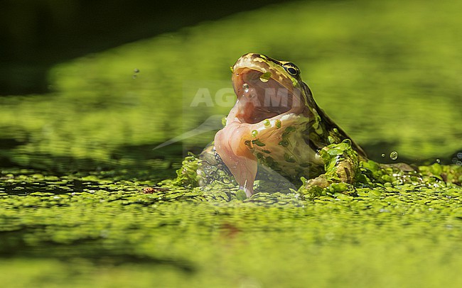 Green frog unknown, (Pelophylax spec.) with tongue out an caught prey (fly) stock-image by Agami/Lennart Verheuvel,