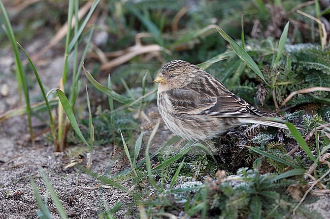 Frater; Twite; stock-image by Agami/Chris van Rijswijk,