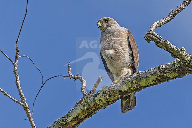Ridgway's Hawk (Buteo ridgwayi)  in the Dominican Republic. stock-image by Agami/Pete Morris,