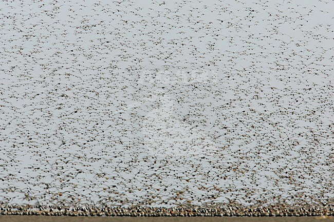 Steltlopers op hoogwatervluchtplaats; Waders at high tide stock-image by Agami/Menno van Duijn,