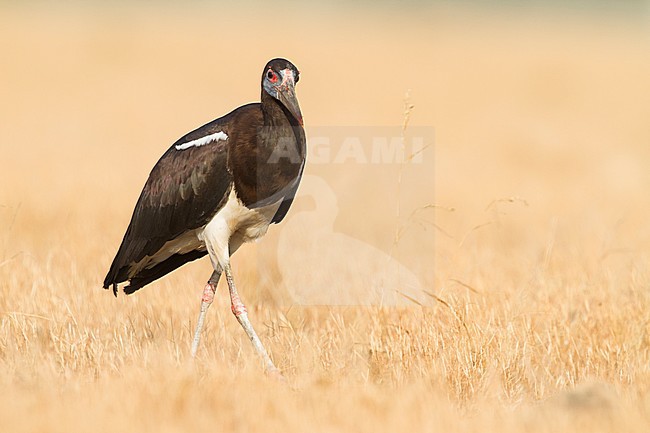 Abdim's Stork - Abdimstorch - Ciconia abdimii, Oman, adult stock-image by Agami/Ralph Martin,