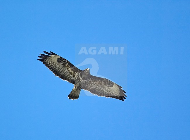 Common Buzzard flying; Buizerd vliegend stock-image by Agami/Markus Varesvuo,