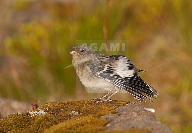 Snow Bunting - Schneeammer - Plectrophenax nivalis ssp. insulae, Iceland, juvenile stock-image by Agami/Ralph Martin,