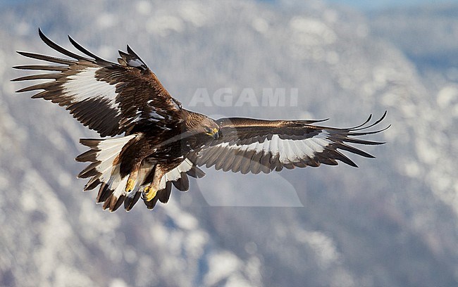 Golden Eagle juv. (Aquila chrysaetos) Norway November 2013 stock-image by Agami/Markus Varesvuo,