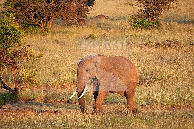 An African elephant, Loxodonta africana, walking though a savanna. Masai Mara National Reserve, Kenya. stock-image by Agami/Sergio Pitamitz,