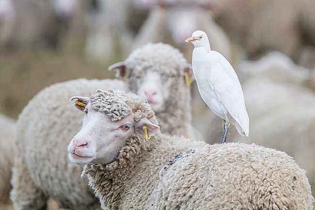 Koereiger, Cattle Egret, Bubulcus ibis in sheep herd stock-image by Agami/Menno van Duijn,