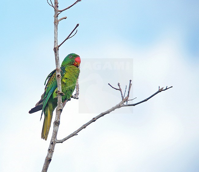 Blue-naped Parrot (Tanygnathus lucionensis) in the Philippines. Also known as the blue-crowned green parrot, Luzon parrot, the Philippine green parrot, and locally known as pikoy. stock-image by Agami/Pete Morris,