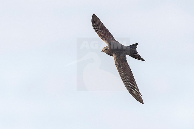Close-up of one the most iconic flying birds ever. The Common Swift breeds in the city centre of Amsterdam still in quite good numbers despite their preferred old building being renovated more and more. stock-image by Agami/Jacob Garvelink,