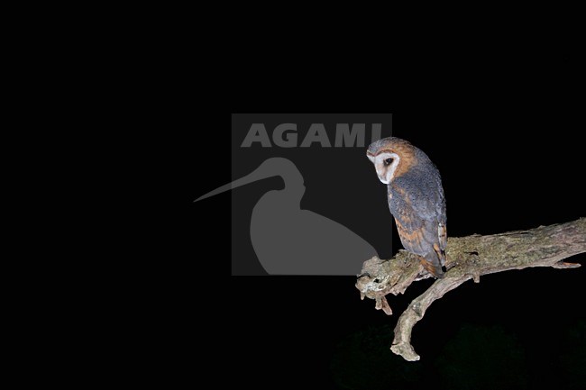 Kerkuil op een stronk; Dark Barn Owl perched on a trunc stock-image by Agami/Chris van Rijswijk,