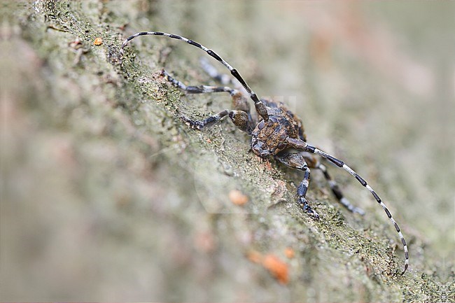 Acanthoderes clavipes - Keulenfüßiger Scheckenbock, Germany, imago stock-image by Agami/Ralph Martin,