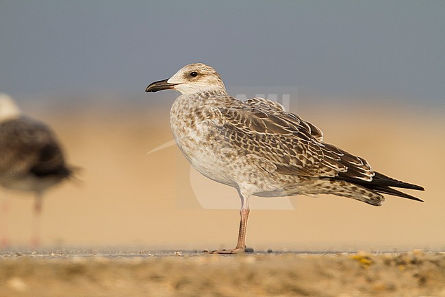 Heuglins Meeuw, Heuglin's Gull, Larus heuglini, Oman, 1st W stock-image by Agami/Ralph Martin,