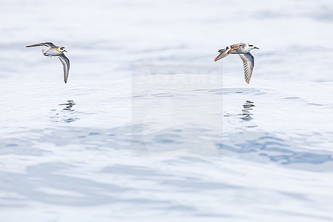 stock-image by Agami/Menno van Duijn,