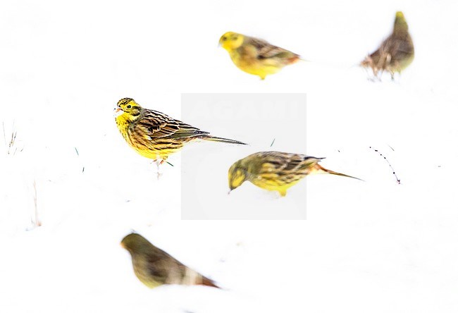 Yellowhammer (Emberiza citrinella) wintering in Bialowieza forest in Poland. Small flock of five Yellowhammers foraging on the ground, in the snow. stock-image by Agami/Oscar Díez,