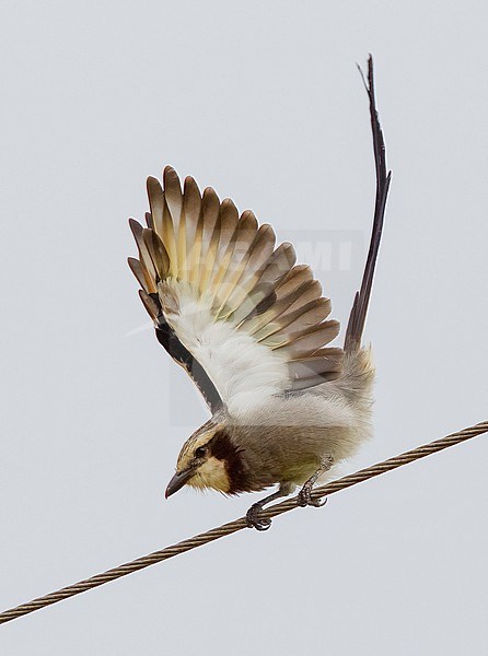 Streamer-tailed Tyrant (Gubernetes yetapa) perched on an overhead cable dispalying with wings up against a plain grey sky background stock-image by Agami/Nigel Voaden,