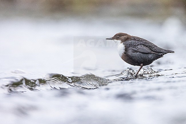  stock-image by Agami/Menno van Duijn,