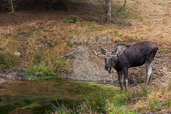 A captive Eurasian elk, Alces alces, at water hole. Bayerischer Wald National Park, Bavaria, Germany. stock-image by Agami/Sergio Pitamitz,