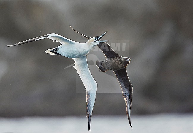 Great Skua chasing a Northern Gannet (Morus bassanus )to steel its caught fish during summer on the Shetland islands, United Kingkom. stock-image by Agami/Markus Varesvuo,