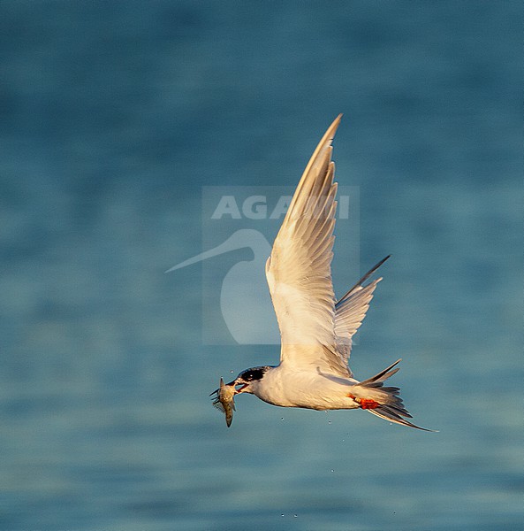 Autumn plumaged Forster's Tern (Sterna forsteri) in California, USA. Flying along the coast with a fish in its beak. stock-image by Agami/Marc Guyt,
