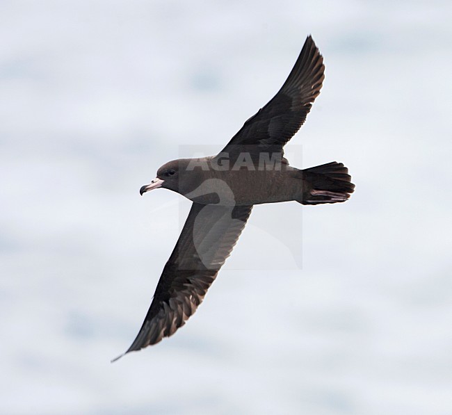 Australische Grote Pijlstormvogel; Flesh-footed Shearwater; Ardenna carneipes stock-image by Agami/Martijn Verdoes,