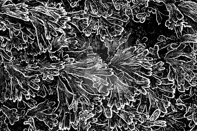 Spiral Wrack, Fucus spiralis stock-image by Agami/Wil Leurs,