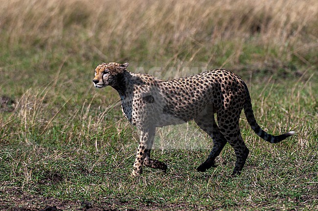A cheetah, Acinonyx jubatus, searching for prey. Masai Mara National Reserve, Kenya. stock-image by Agami/Sergio Pitamitz,