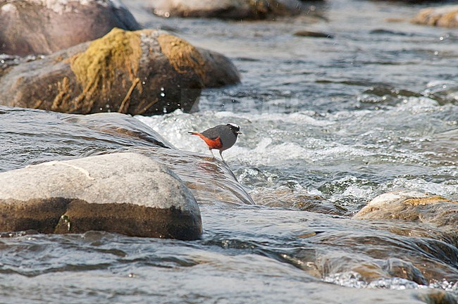 Adult White-capped Water-Redstart (Phoenicurus leucocephalus) standing on a rock in a fast flowing river. Foraging in the stream. stock-image by Agami/Marc Guyt,