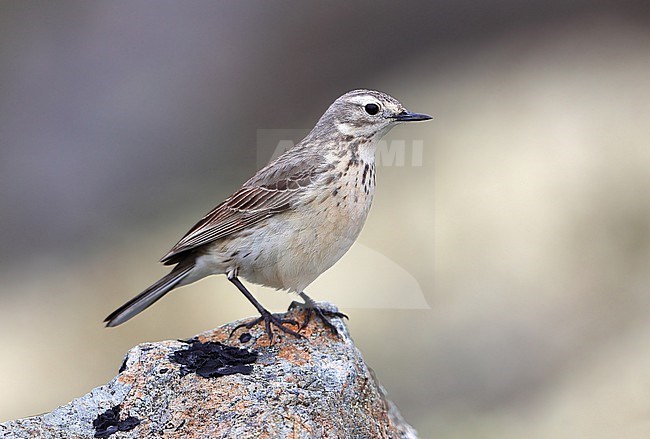 Buff-bellied pipit (Anthus rubescens pacificus) taken the 18/06/2022 at Arctic valley - Alaska - USA stock-image by Agami/Aurélien Audevard,