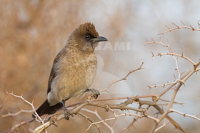 Common Bulbul - Graubülbül - Pycnonotus barbatus ssp. barbatus, Morocco stock-image by Agami/Ralph Martin,