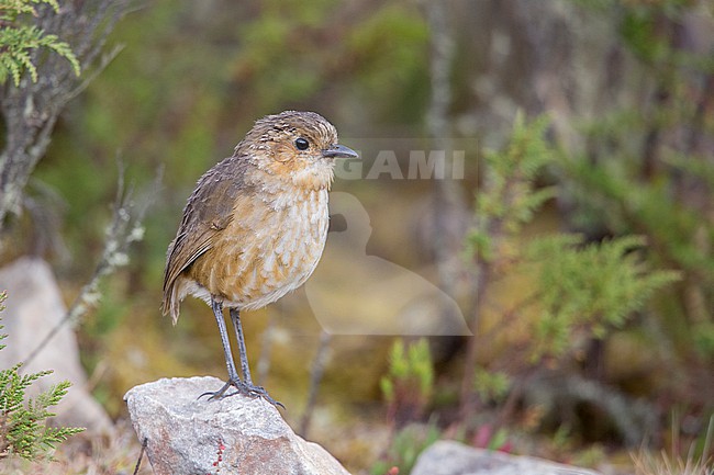 Boyaca Antpitta (Grallaria alticola) at Sumapaz National Park, Colombia. This is a recent split from Tawny Antpitta (Grallaria quitensis). The alticola species is smaller, whiter, and more streaked than other species in the Tawny antpitta complex, and is only found in the eastern Andean chain of Colombia. stock-image by Agami/Tom Friedel,