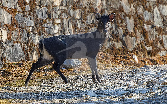 Tufted Deer (Elaphodus cephalophus) posing on the road, showing full body profile. stock-image by Agami/Lennart Verheuvel,