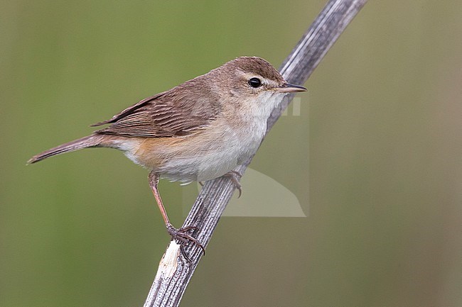 Kleine Spotvogel, Booted Warbler stock-image by Agami/Daniele Occhiato,