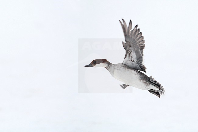 Female Smew in flight against white background near Lille Skallesluger hun, Gentofte Sø, Denmark. stock-image by Agami/Helge Sorensen,